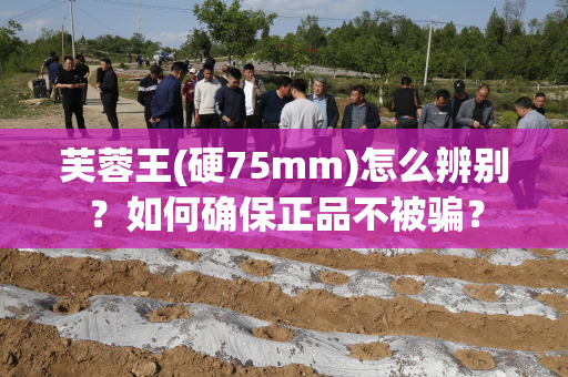 芙蓉王(硬75mm)怎么辨别？如何确保正品不被骗？